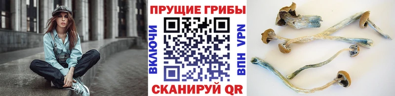 Галлюциногенные грибы прущие грибы  Гурьевск 